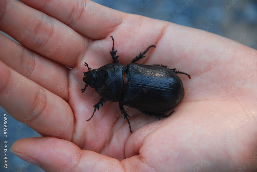 Black beetle Black beetle