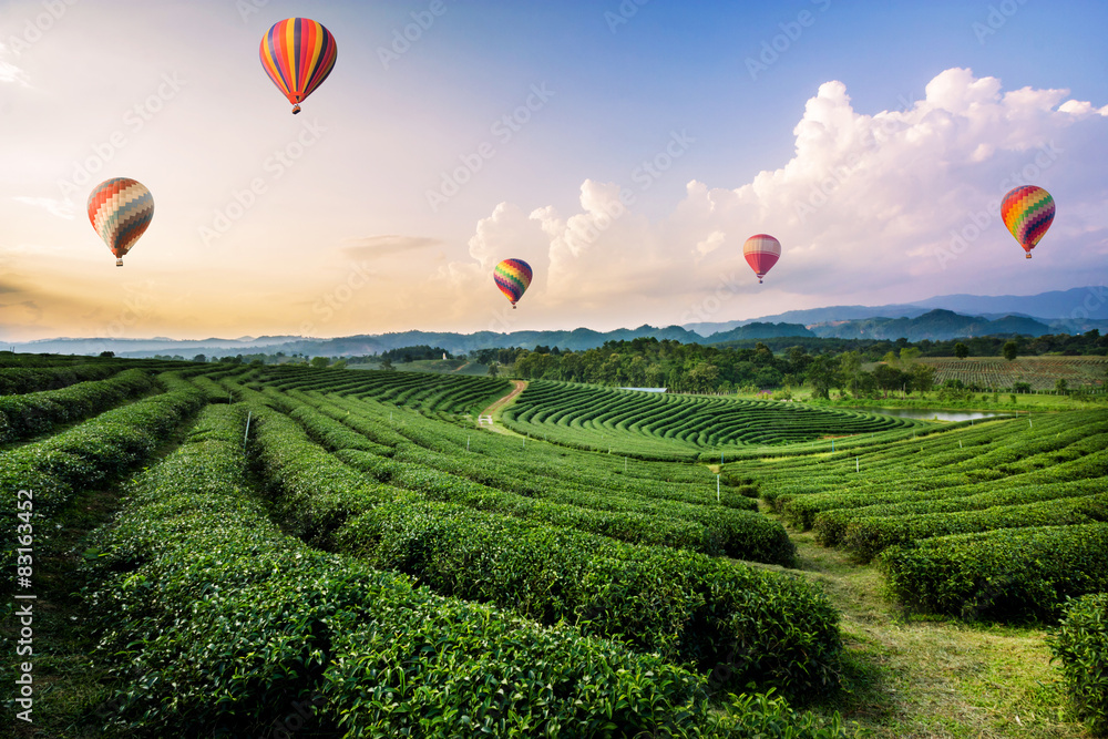 Obraz premium Colorful hot air balloons flying over tea plantation landscape 