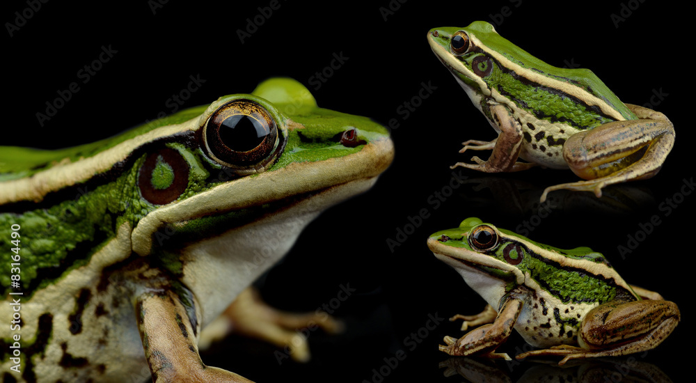 Naklejka premium frog