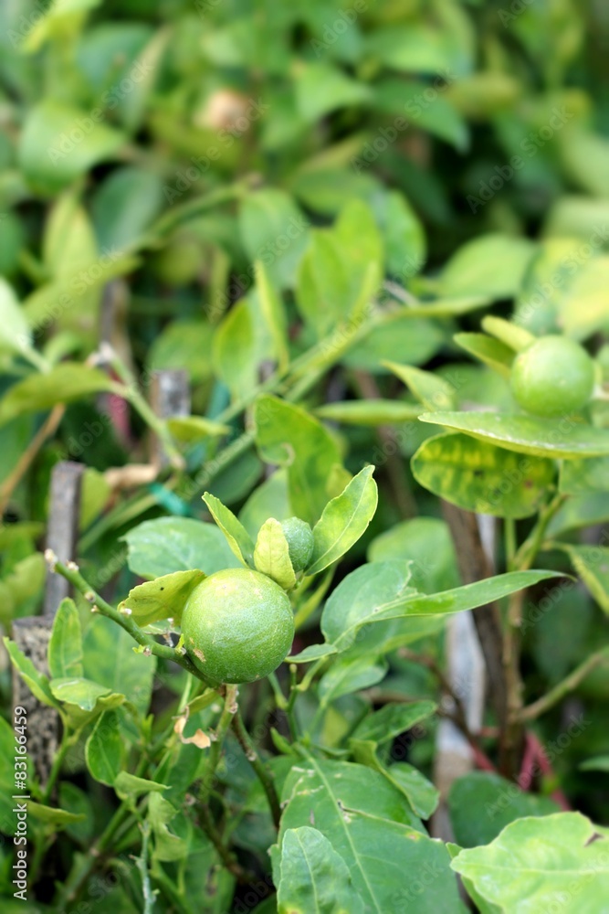 Obraz premium Green lemon on the tree