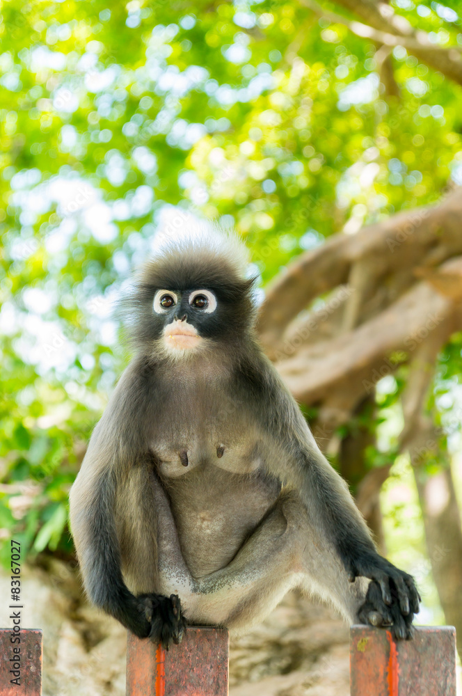 Obraz premium Dusky leaf monkey face close up 