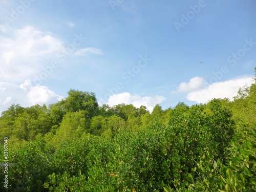 mangrove forest on sunny day
