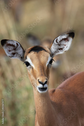 Young Impala staring in front of her