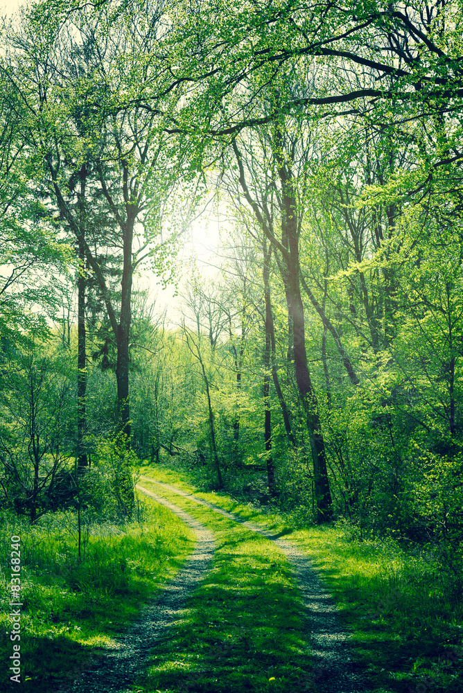 Naklejka premium Green forest with sunshine