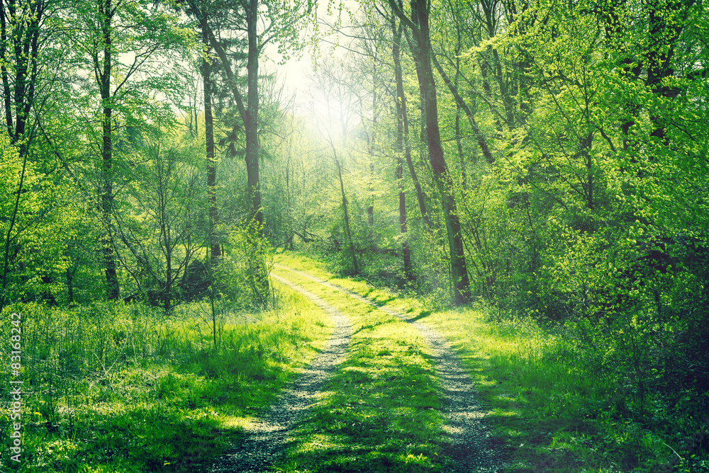 Fototapeta premium Road in a green forest with sunshine