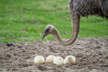 Plexiglas schilderij Struisvogel Struisvogel beschermt eieren in nest  © Polarpx