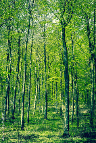 Beech forest at springtime