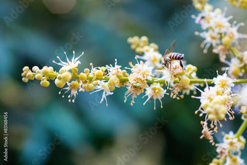 working bee collects flower nectar from longan flower photo