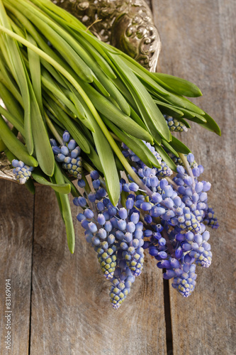 Blue muscari flowers  Grape hyacinth 