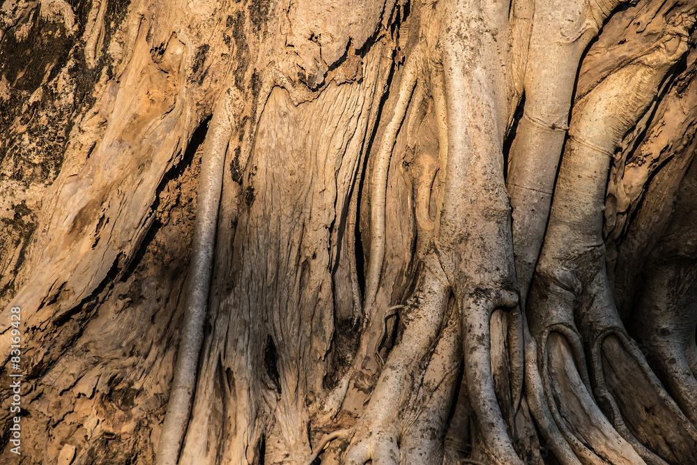 Obraz premium tree texture background