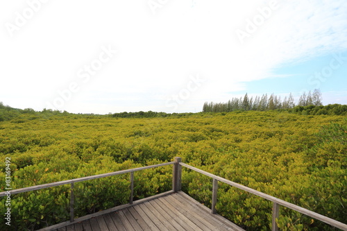 Mangrove forest and wood bridge