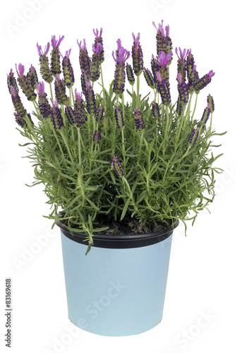 Lavender bush in pot isolated