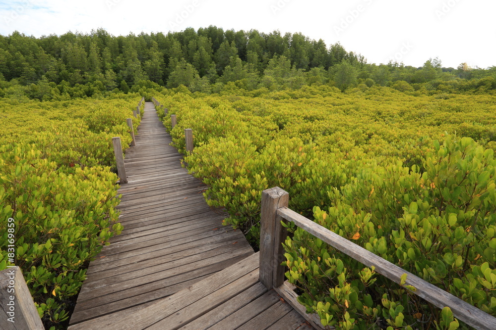 Mangrove forest and wood bridge