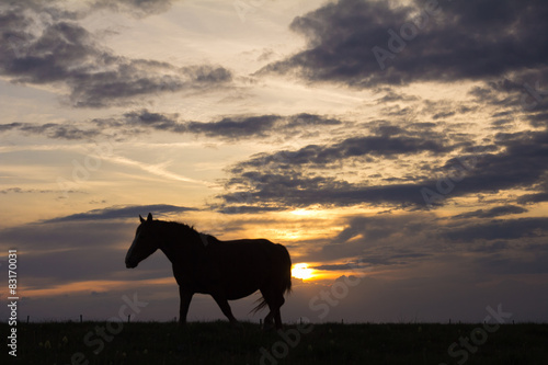 Silhouette di un cavallo che cammina in montagna al tramonto © Buffy1982