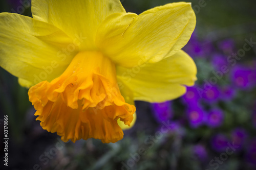 Fototapeta Naklejka Na Ścianę i Meble -  Yellow daffodil closeup with purple primerose