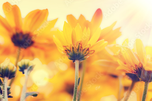 Fototapeta Naklejka Na Ścianę i Meble -  Vintage flowers for background