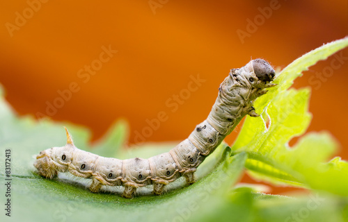 Fotografie Silkworm