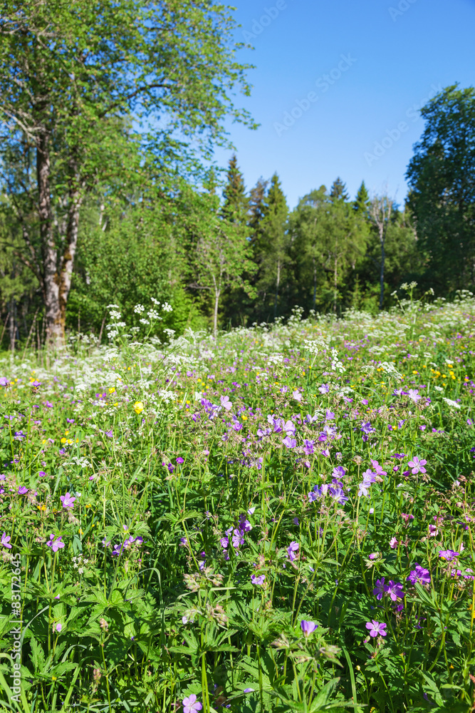 Summer meadow with wild flowers