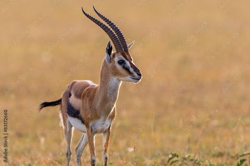 Thomson's gazelle in grassland Thomson's gazelle in grassland