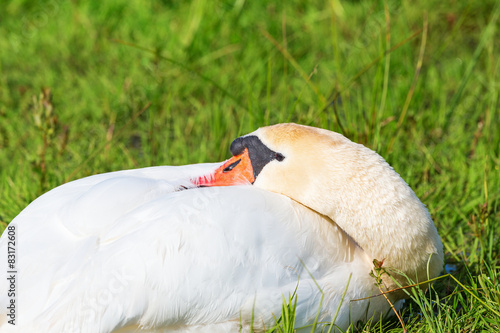 Mute swan resting