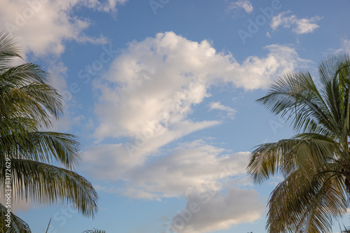 Wolken und Palmen