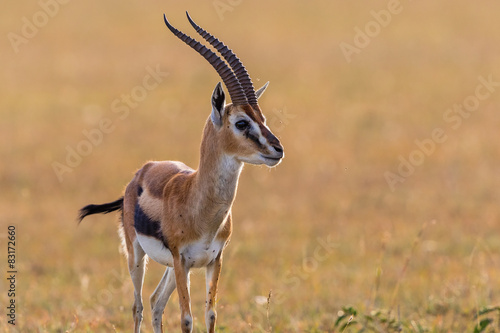 Thomson's gazelle in grassland photo