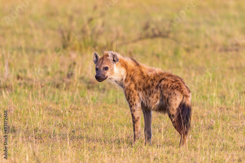 Hyens standing on the savanna