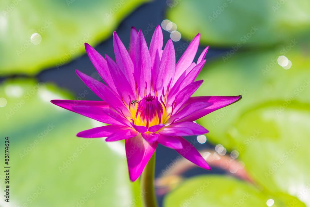 Closeup Lotus flower,water lily