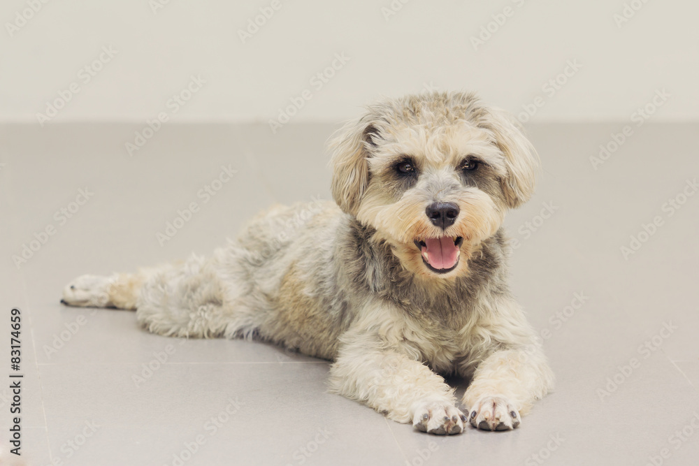 Fototapeta premium Close up Schnauzer, vintage color effect