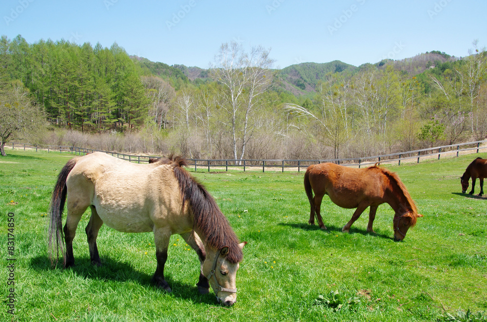 Fototapeta premium 木曽馬（木曽馬の里）