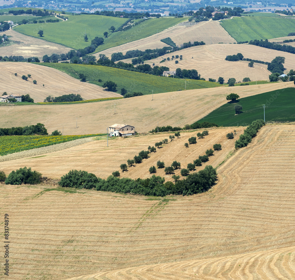 Fototapeta premium Summer landscape in Marches (Italy)