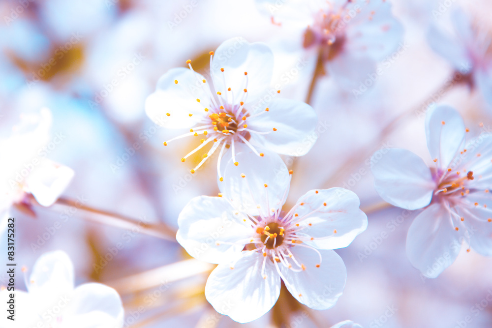 Fototapeta premium flowers