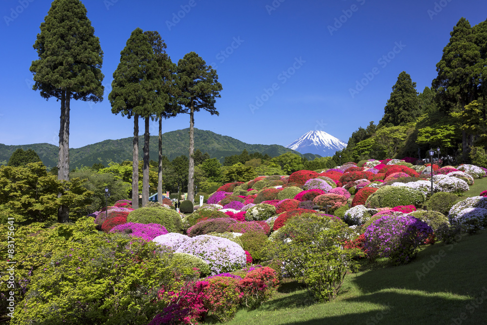 富士山とつつじ満開の庭