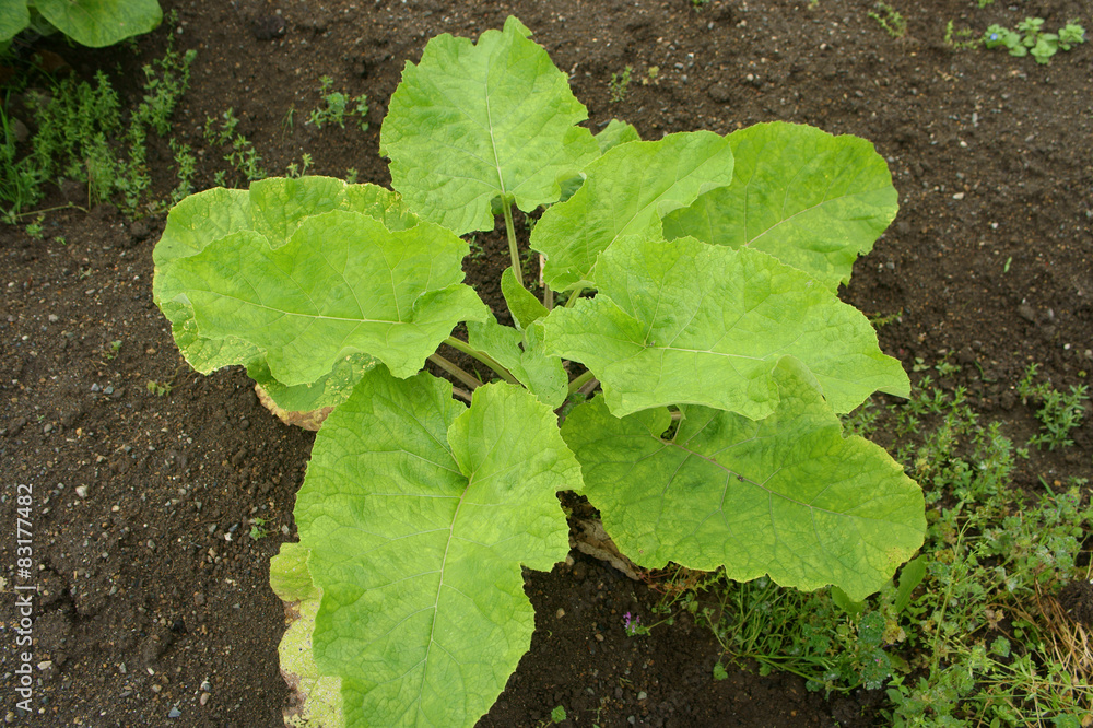 Fototapeta premium ゴボウの葉