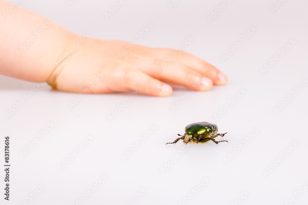 Rose chafer isolated on white background with childes hand.