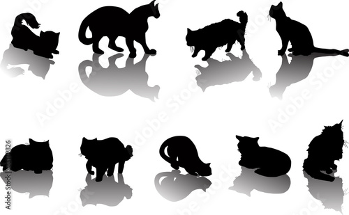 nine black cats set with shadows
