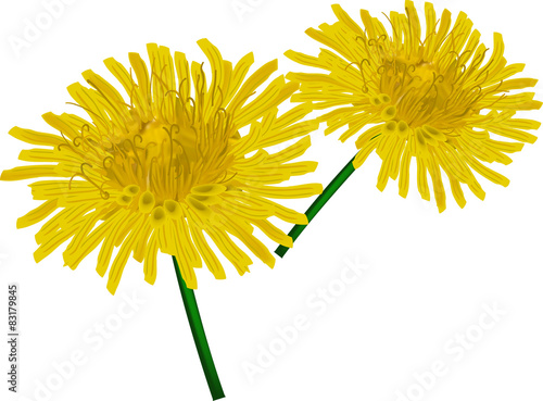 Fototapeta Naklejka Na Ścianę i Meble -  two yellow dandelions isolated on white