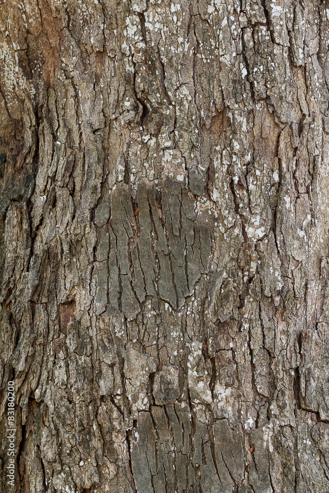 Obraz premium Dark brown tree bark texture