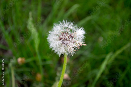 Dandelion