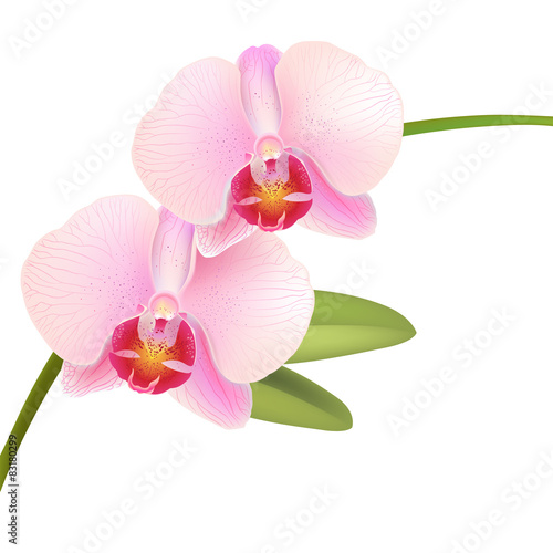 Fototapeta Naklejka Na Ścianę i Meble -  Pink Phalaenopsis orchid on white background