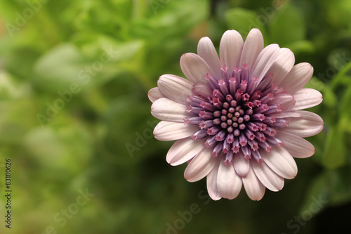 Fototapeta Naklejka Na Ścianę i Meble -  Osteospermum pink flower macro shot