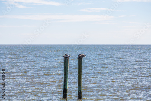 Two Pelicans Resting on Poles