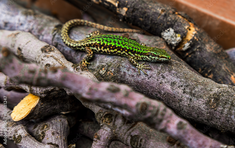 Obraz premium wild green lizard