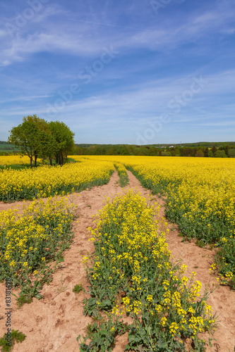 Rape field with blue sky