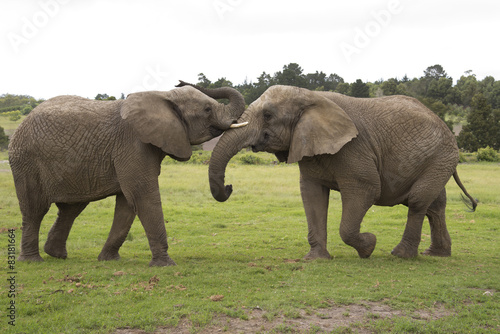 Young wild African elephants fighting South Africa