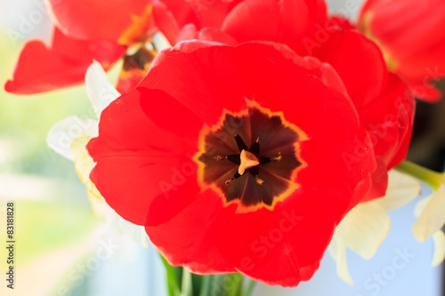  Red tulips with pestle