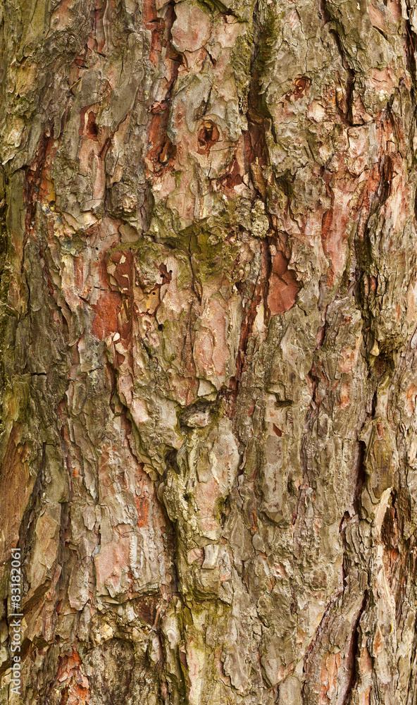 Fototapeta premium Rough Pine Tree Bark Texture Detail