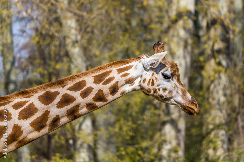 Fototapeta premium Girafe