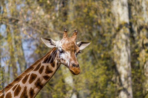 Girafe © Gerald Villena