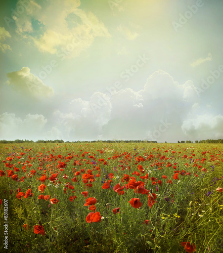 Fototapeta Naklejka Na Ścianę i Meble -  Field of Red Poppies